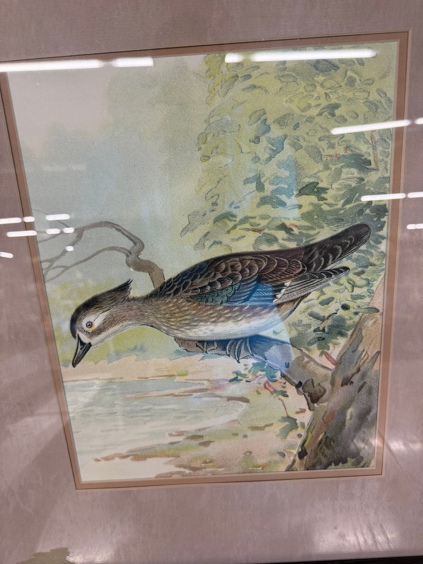 Pair of Woodduck Male & Female 19x22 Ridgway