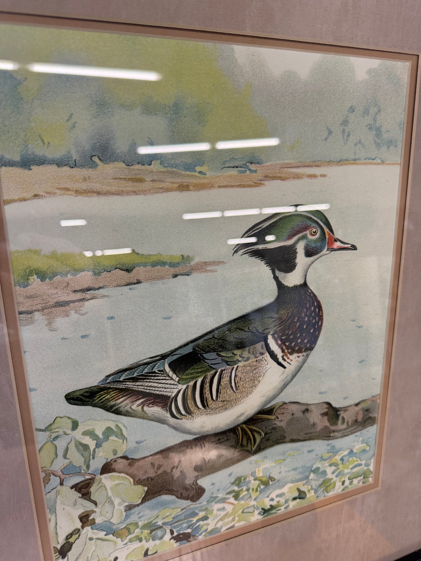 Pair of Woodduck Male & Female 19x22 Ridgway