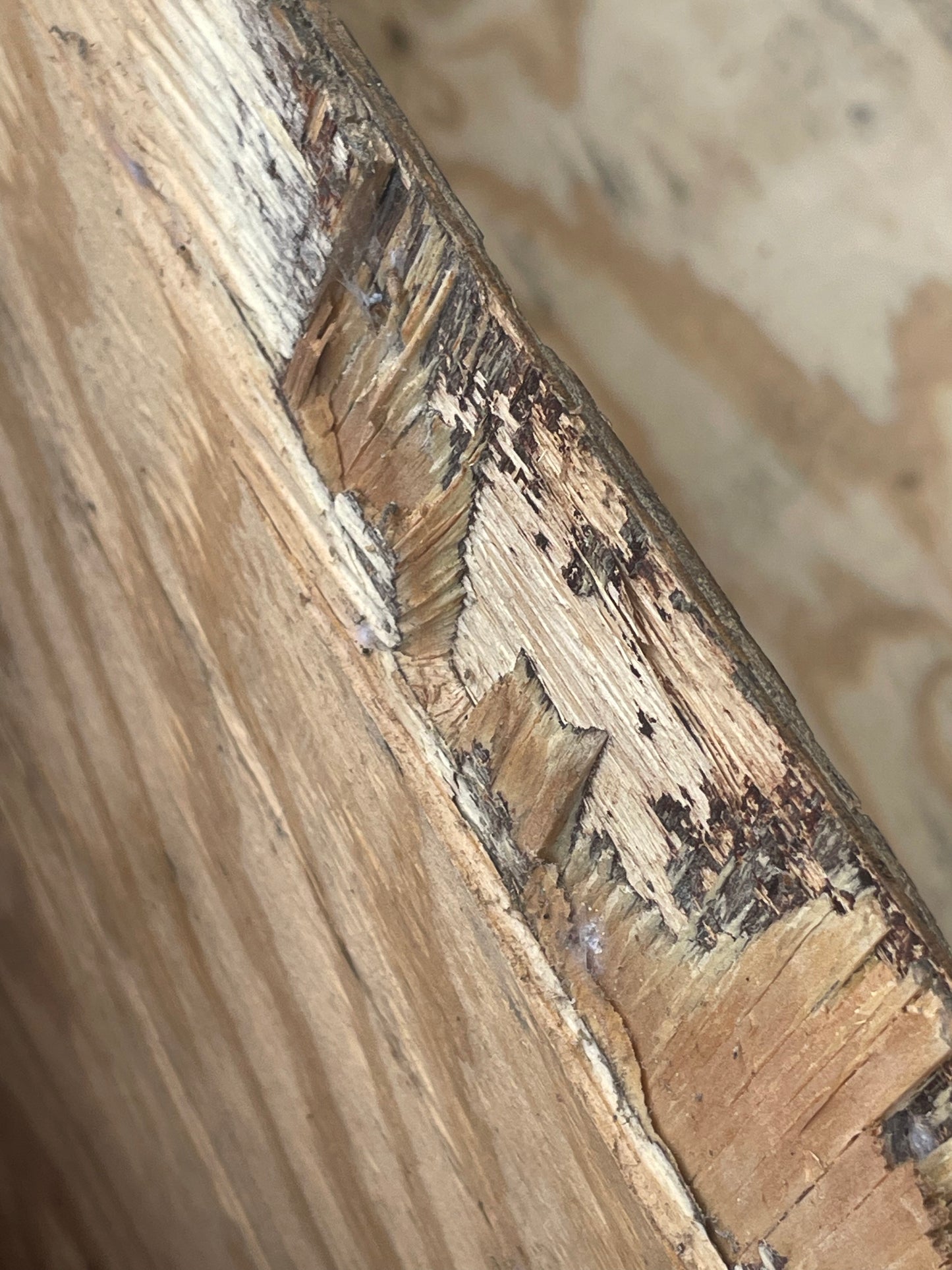 Georgia Pacific 15/32-inch X 4-ft X 8-ft Pine Plywood Sheathing Panels